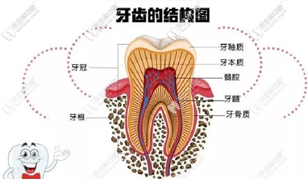 牙齒的結(jié)構(gòu)圖